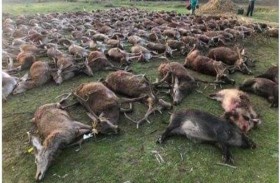 رحلة صيد أودت بمئات الحيوانات