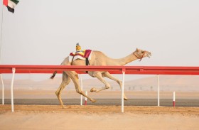 «الفارسة» تظفر بناموس افتتاح تمهيدي مهرجان العين للهجن