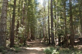 جدة تنجو في غابة.. صادقت ثعلباً وشربت من المطر