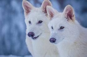 استنساخ ذئاب شرسة انقرضت منذ آلاف السنين 