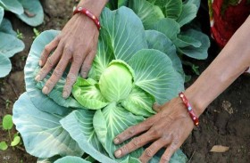 راتب مغر مقابل قطف الملفوف