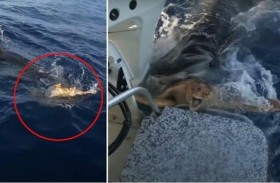 قرش ينقذ سلحفاة بحرية بطريقة مذهلة