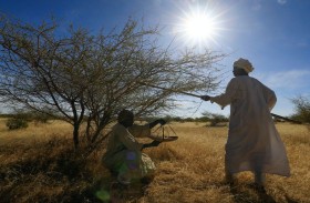 منتجو الصمغ العربي في السودان يتمسكون بزراعته رغم التحديات 