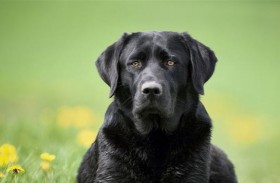 حيوان أليف يحصد جائزة مرموقة