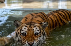 حذاء في فم نمر يكشف عن «حادث مروع»