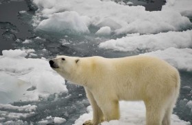 أكبر شجرة تطور.. هكذا تستكشف أصول 2.2 مليون كائن حي