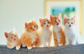 بوابة خلفية لانتقال إنفلونزا الطيور إلى البشر