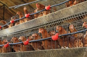 قاضٍ يفصل نزاع 29 دجاجة بين زوجين قبل الطلاق