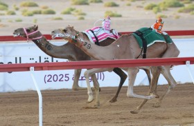 انطلاقة قوية  لمنافسات سن الثنايا بنهائيات مهرجان العين لسباقات الهجن 2025 بميدان الروضة