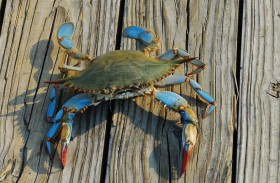 «سلطعون» يحتل مقعدا في قطار 