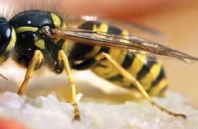 هجوم دبابير ينهي حياة طفل