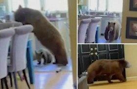 دبان يقتحمان منزلا في كاليفورنيا