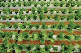 الجنة الخضراء يفتح صفحة الزراعة المائية في ليبيا