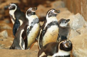 جهود حديقة الحيوانات بالعين في الحفاظ على بطريق هومبولت من الانقراض