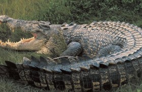 أستراليا تسيطر على تمساح ضخم بعد مطاردة لشهر