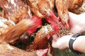 جهود لإنتاج أعلاف للماشية من الحشرات