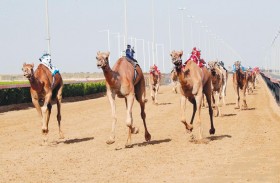 هجن الشيوخ تدشن تحديات سن الكبار بالمرموم