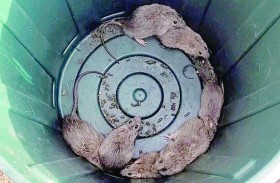 الجرذان تغزو قرى ساحلية 