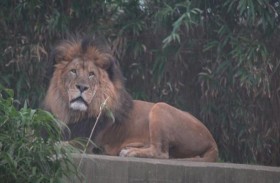 إصابة 6 أسود و3 نمور بكورونا 