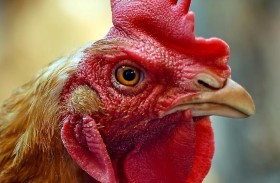 دجاجة تنهي حياة إيرلندي بهجوم وحشي