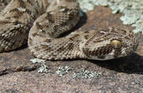 شاب يدفع ثمنا باهظا جدا لولعه بالأفاعي