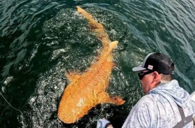 رصد سمكة قرش برتقالية بعيون بيضاء نادرة