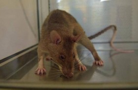 فئران عملاقة تغزو المنازل البريطانية