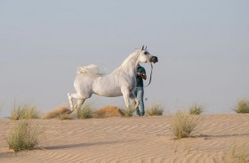 إف تي شيلا تمنح بويضتها الذهبية بمبلغ 3.2 مليون ريال قطري