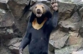 حديقة حيوان تكتظ بالزوار لمشاهدة دب يلوّح!