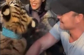 العثور على نمر تكساس الضائع         