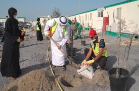 بلدية مدينة أبوظبي تزرع أشجار الغاف في جزيرتي ياس والجبيل ضمن إطار مشاركتها في أسبوع التشجير 