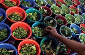 الهند تلجأ إلى الطب التقليدي لمواجهة كورونا