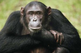 شمبانزي يُمنع من مشاهدة الفيديوهات لحماية نفسيته