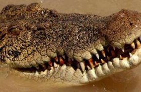 إخراج أشلاء امرأة من بطن تمساح