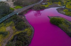 ظاهرة تحوّل بركة في هاواي إلى اللون الوردي