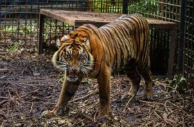 حادثة بشعة.. نمر يلتهم حارس حديقة