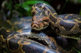 يهرّب 3 ثعابين عبر معبر حدودي