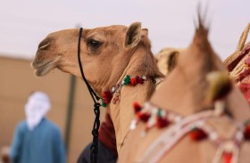 775 جائزة بمزاينة مدينة زايد ضمن مهرجان الظفرة