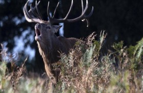 أيل يسرق بندقية صياد