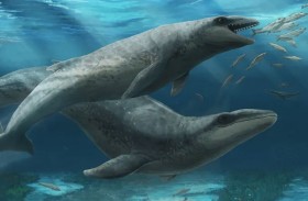 اكتشاف حوت نادر عمره 25 مليون عام 