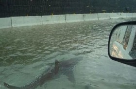 قرش يسبح في شوارع فلوريدا 