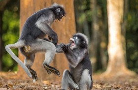 معركة بين قرود 