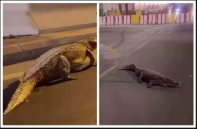 السيطرة على تمساح تجول في شوارع القطيف