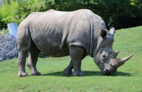 أول تلقيح اصطناعي لوحيد قرن أبيض جنوبي 