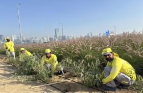 مشروع زراعي تجميلي جديد بدبي عند تقاطع شارعي الميدان مع الخيل