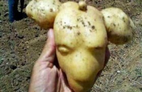 الاشتباه ببقايا بشرية.. والنتيجة  حبة بطاطس