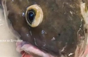 صياد روسي يوثق صيدا نادرا