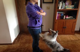 ماذا تفعل عندما يحب كلبك القفز عليك؟