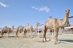 تحت رعاية محمد بن زايد .. مهرجان الظفرة ينطلق اليوم