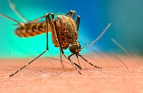 الولايات المتحدة تجيز أول لقاح مضاد للشيكونغونيا